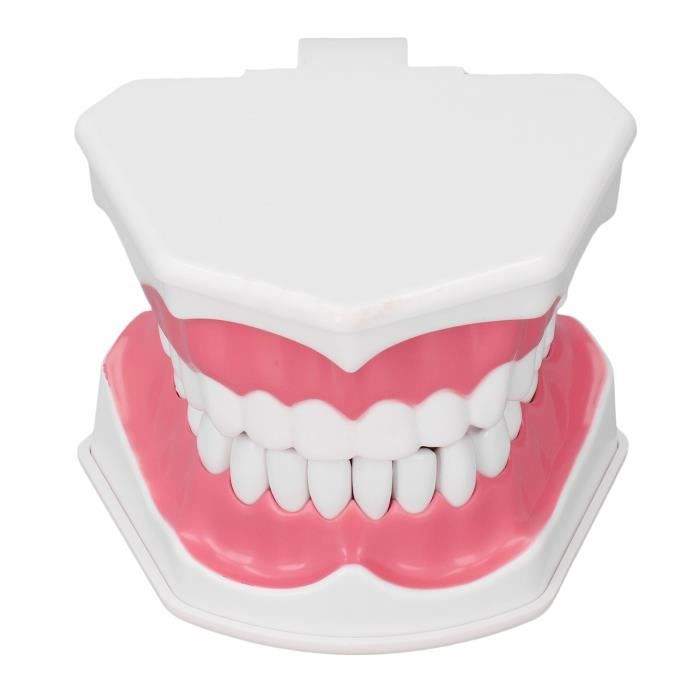 Modèle Typodont Dentaire D'étude - Implant, Maladie, Forages, Pratique, Générique