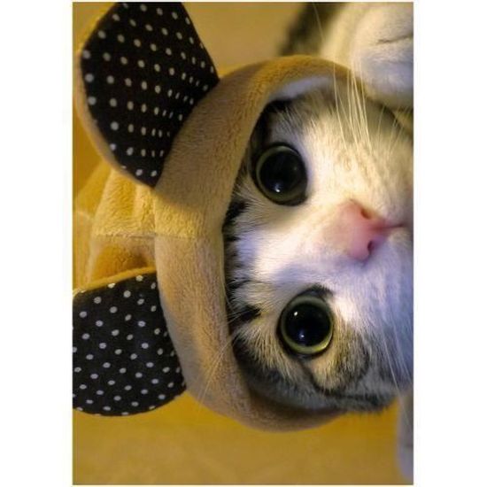 Gs Cadre Plexi 21x29 Cm Chat Mignon Avec Bonnet Achat Vente Cadre Photo Cdiscount Gs Cadre Plexi 21x29 Cm Chat Mignon Avec Bonnet Achat Vente Cadre Photo Cdiscount