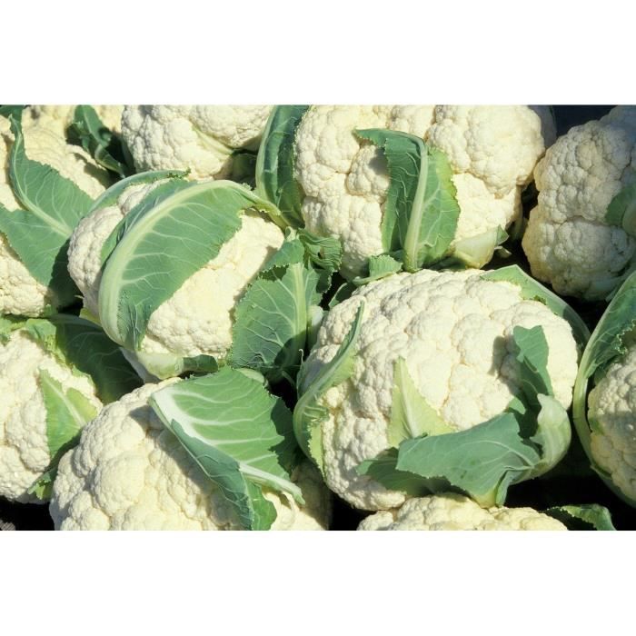 Lot de 250 Graines de CHOU-FLEUR BOULE DE NEIGE