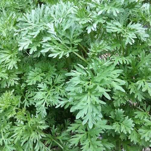 Absinthe - Artemisia absinthium (lot de 3 pieds) - Achat ...