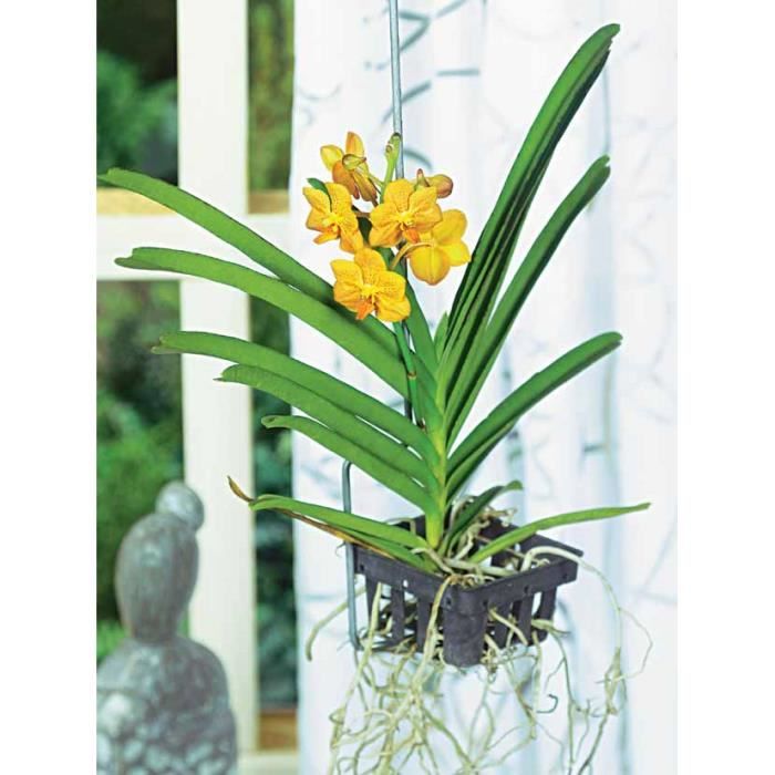 Orchidee Vanda jaune - Cdiscount Maison