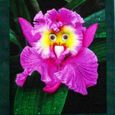 200 gélules-1 sachet de graines d'orchidées, motif perroquet non mélangé, décoration de jardin unique-1