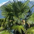 PLANTE POUSSEE- Palmier de Chine fortunei-Pot de 15 L - Tronc de 20 cm-BELLEVUE DISTRIBUTION-0