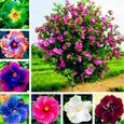 Graines d'hibiscus-Variété de couleurs-Environnements décoratifs-Pour les cours-Les parcs et les jardins-0
