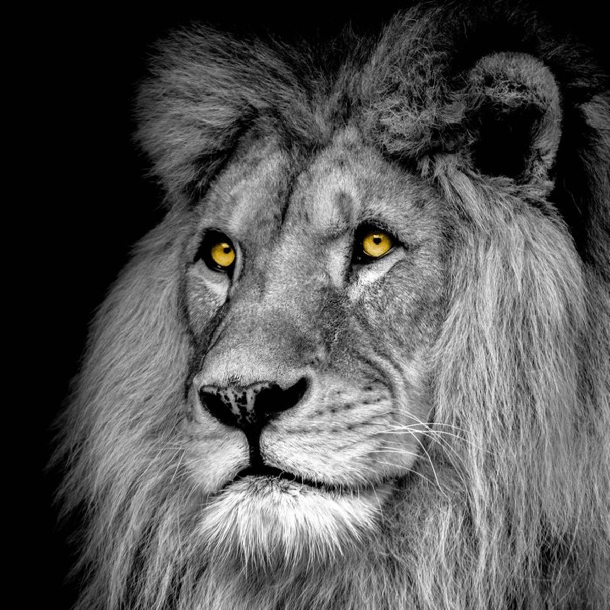 Toile Imprimee Lion Noir Blanc 90 X 90 Cm Noir Blanc Cdiscount Maison Toile Imprimee Lion Noir Blanc 90 X 90 Cm Noir Blanc Cdiscount Maison