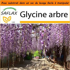 délicatement parfumées blanc Kisshes Seedhouse 20pcs graines de Glycine Toujours en fleurs faciles à cultiver vivaces ornementales Bonsai Jardin Extérieur grimpante glycine fleurs graines 