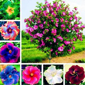 GRAINE - SEMENCE Graines d'hibiscus-Variété de couleurs-Environneme