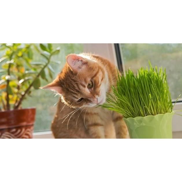 Herbe à chat à faire pousser fabriquée en France - WASABYCAT