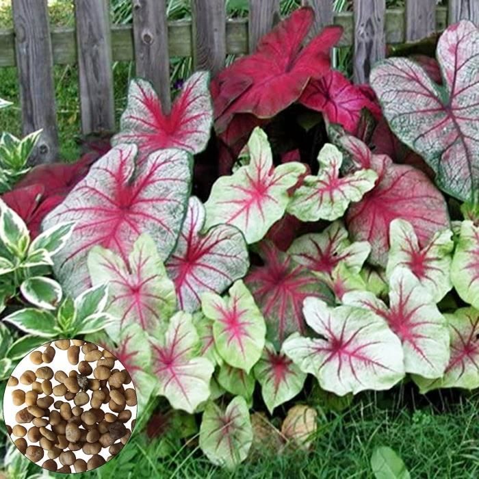 Cultiva la belleza con 100 piezas de semillas de flores de caladium Cultiva la belleza con 100 piezas de semillas de flores de caladium
