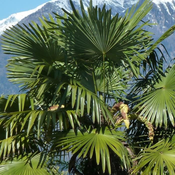 PLANTE POUSSEE- Palmier de Chine fortunei-Pot de 15 L - Tronc de 20 cm-BELLEVUE DISTRIBUTION