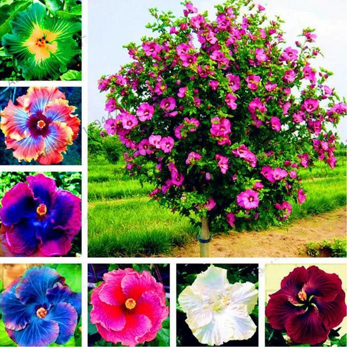 Graines d'hibiscus-Variété de couleurs-Environnements décoratifs-Pour les cours-Les parcs et les jardins