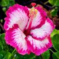 Graines d'hibiscus-Variété de couleurs-Environnements décoratifs-Pour les cours-Les parcs et les jardins-1
