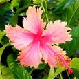 Graines d'hibiscus-Variété de couleurs-Environnements décoratifs-Pour les cours-Les parcs et les jardins-2