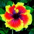 Graines d'hibiscus-Variété de couleurs-Environnements décoratifs-Pour les cours-Les parcs et les jardins-3