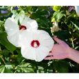 25 Graines d'Hibiscus des Marais - fleurs plantes méthode BIO-0