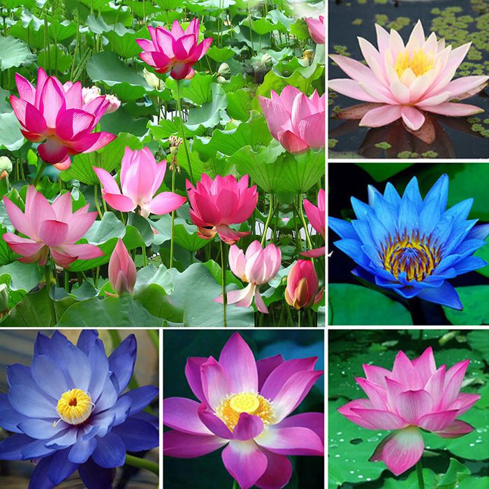 100 Graines Fleur De Lotus - Couleurs Mélangées - Pour Bassin, Jardin, Balcon - Facile à Planter