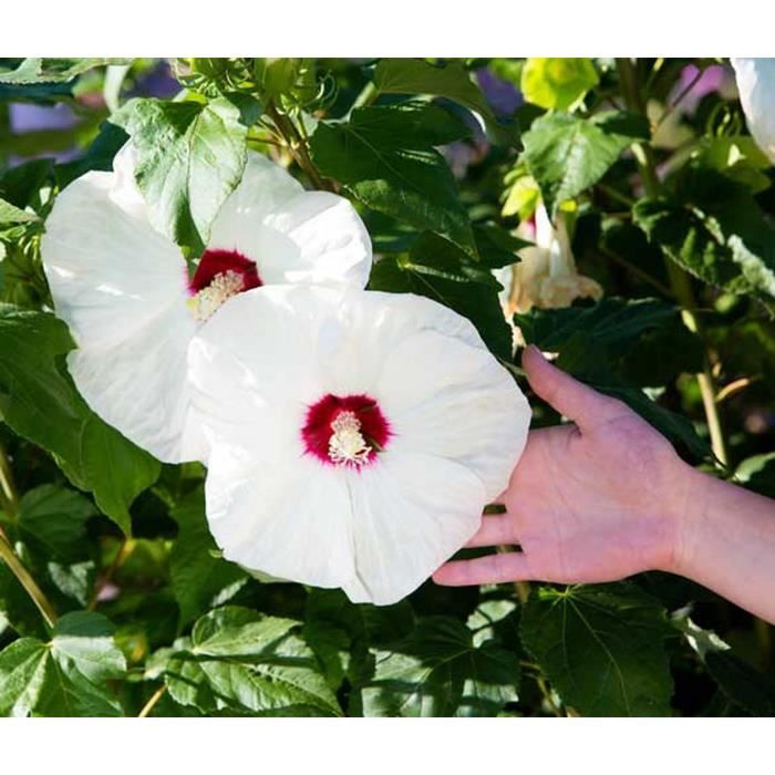 25 Graines d'Hibiscus des Marais - fleurs plantes méthode BIO