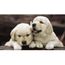 Peinture Par Numeros Kit De Peinture De Diamant Bricolage 5d Broderie Diamant Chien Kit Complet Str Maison Wall Decor 40x 30 Achat Vente Tableau Toile Soldes Cdiscount