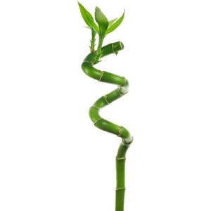 PLANTE POUSSÉE Dracaena Marginata | 2 plantes | plante d'intérieu