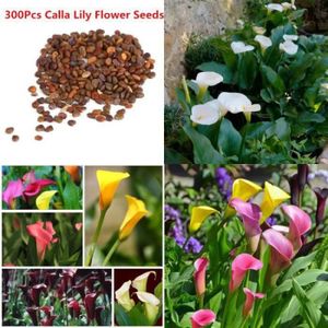 GRAINE - SEMENCE 100 Pcs Coloré Calla Lily Graines De Fleurs En Pot Plante Bonsaï Maison Jardin Décoration -LAF