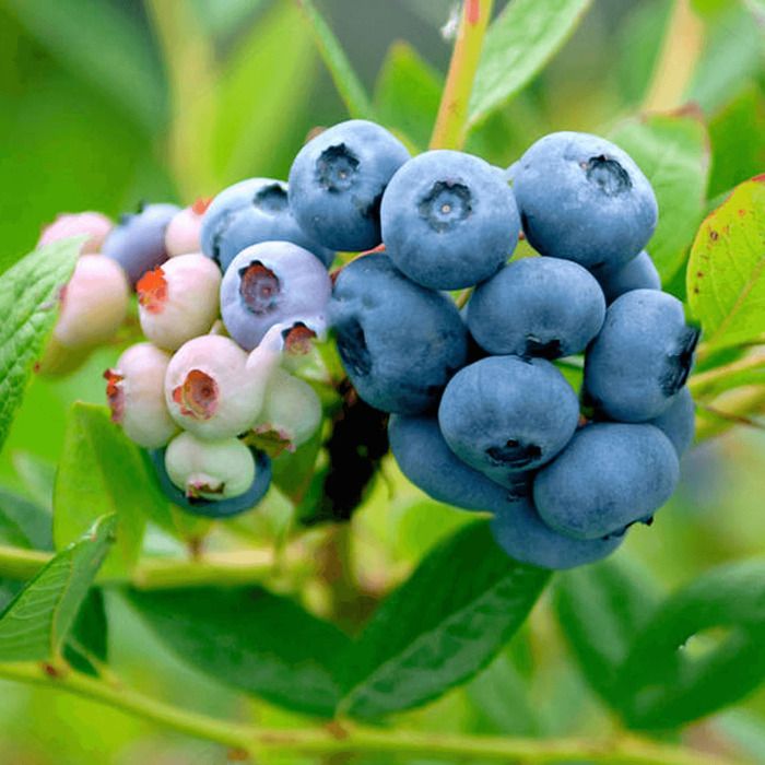 Plants De Myrtille 'Bluegold' (Vaccinium Corymbosum) - Lot De 6 En Pots 9 Cm - Plante Fruitière Rustique