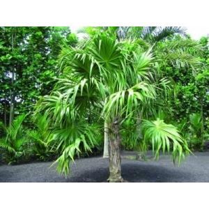 10 Graines De Palmier Thrinax Radiata - Palmier à Chaume De Floride, Pour Jardin Ou Culture En Pot