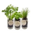 Cultivea - Kit Prêt à Pousser d'Herbes Aromatiques - Cultivez votre Basilic, Persil et Ciboulette - Graines Françaises 100% Bio -2