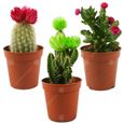 Assortiment Mini Cactus Disco Plante d'intérieur en pot 5,5 cm petit cadeau pour maison  bureau (Lot de 3)-0