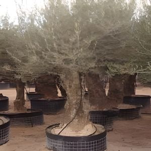 Mettre Olivier En Pot Olivier En Pot Achat Vente Pas Cher