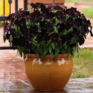 GRAINE - SEMENCE 100pcs graines de fleurs annuelle de noir petunia 