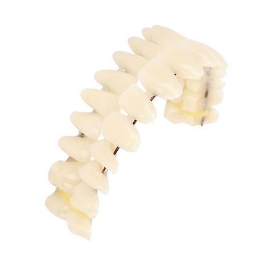 Kit Pratique De 28 Dents En Résine Pour Démonstration Et Formation Dentaire – Modèles Réalistes Pour étudiants Et Professionnels