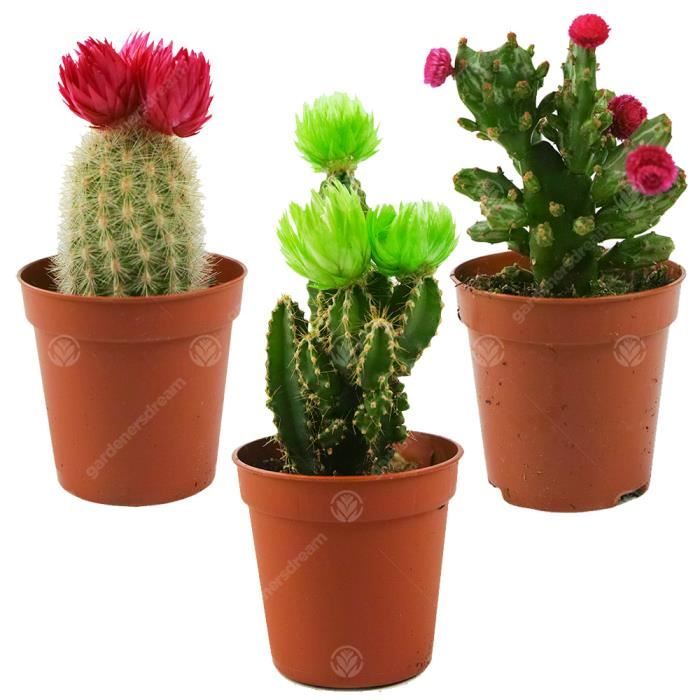 Assortiment Mini Cactus Disco Plante d'intérieur en pot 5,5 cm petit cadeau pour maison bureau (Lot de 3)