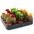 Assortiment Mini Cactus Disco Plante d'intérieur en pot 5,5 cm petit cadeau pour maison  bureau (Lot de 3)-1