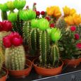 Assortiment Mini Cactus Disco Plante d'intérieur en pot 5,5 cm petit cadeau pour maison  bureau (Lot de 3)-2