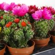 Assortiment Mini Cactus Disco Plante d'intérieur en pot 5,5 cm petit cadeau pour maison  bureau (Lot de 3)-3