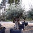 Olea europaea (Oliviers) - Pot de 3 litres - 80/100 cm - Arbre méditerranéen - Olivier bicentenaire-3