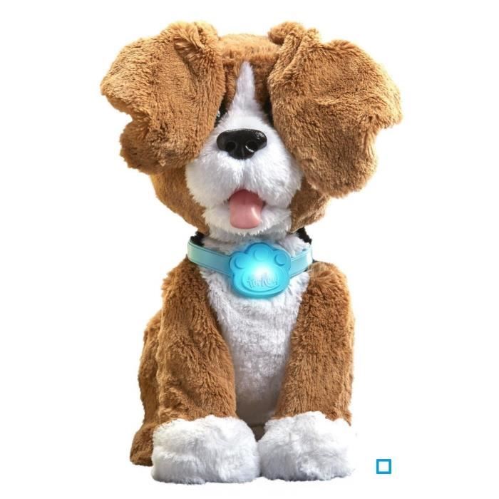 Filo 2025 chien bavard