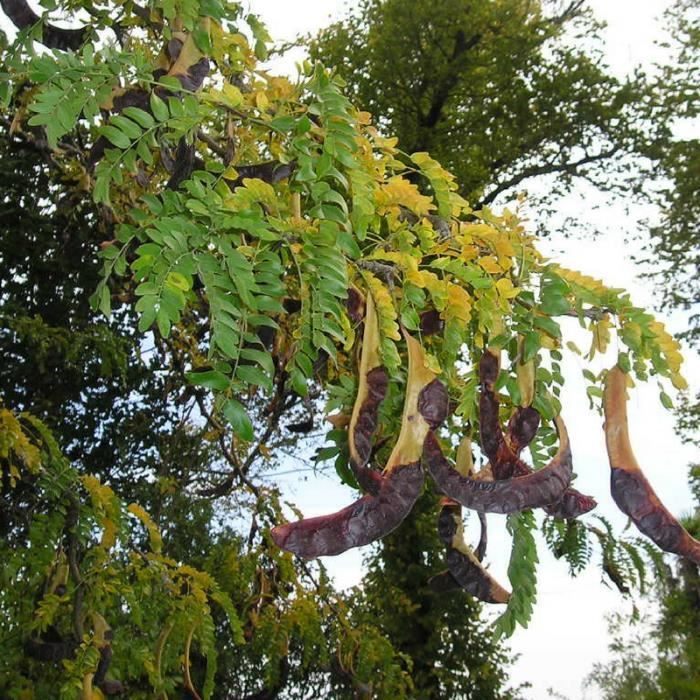 Fevier D Amerique Gleditsia Triacanthos Jeune Plant En Godet 20 40 Cm Achat Vente Arbre Buisson Fevier D Amerique Gleditsia Cdiscount