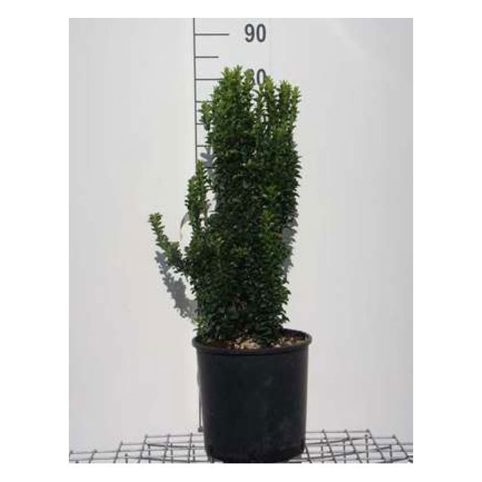 Lot De 3 Fougères D'extérieur Rustiques - ⌀12cm, Hauteur 20-30cm, Pour Jardin Ou Balcon