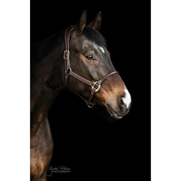 Sangle dressage cuir a/élastique anatomique contour waldhausen - WALDHAUSEN - CAVALIER - mon