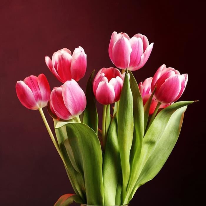 10Pièces Romantique Noble Élégant Bulbes De Tulipes Les Fleurs De Bordure  Blanche De Pétales Rouges Tulipes Bulbes Symbolisen 654 - Cdiscount Jardin