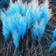 300pcs pampas herbe graines plantes-Bleu-0