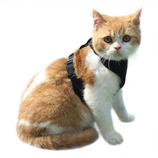 Expawlorer hotsell cat harness
