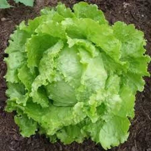 Graines - Semences de Salade Batavia de Paris
