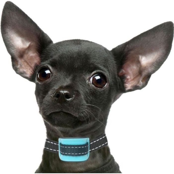 Collier Anti Aboiement Chiot 3 Mois Petsol Collier Anti-aboiement Bleu Petit Collier Anti-aboiement Parfait