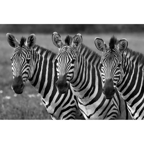 papier peint photo intisse 181167 zebre 350x260 cm 7 les mural poster geant xxl animaux mer beach mer ocean nature jungle foret cdiscount bricolage