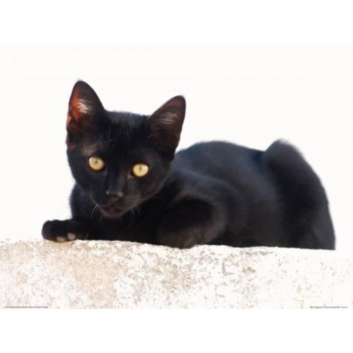 Chats Poster Reproduction Petit Chat Noir 60 X 80 Cm Cdiscount Maison Chats Poster Reproduction Petit Chat Noir 60 X 80 Cm Cdiscount Maison