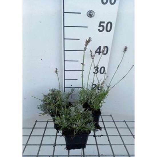Fougère Pellaea Rotundifolia - Plante Verte Exotenherz - Pot 9cm - Fougère à Feuilles Rondes
