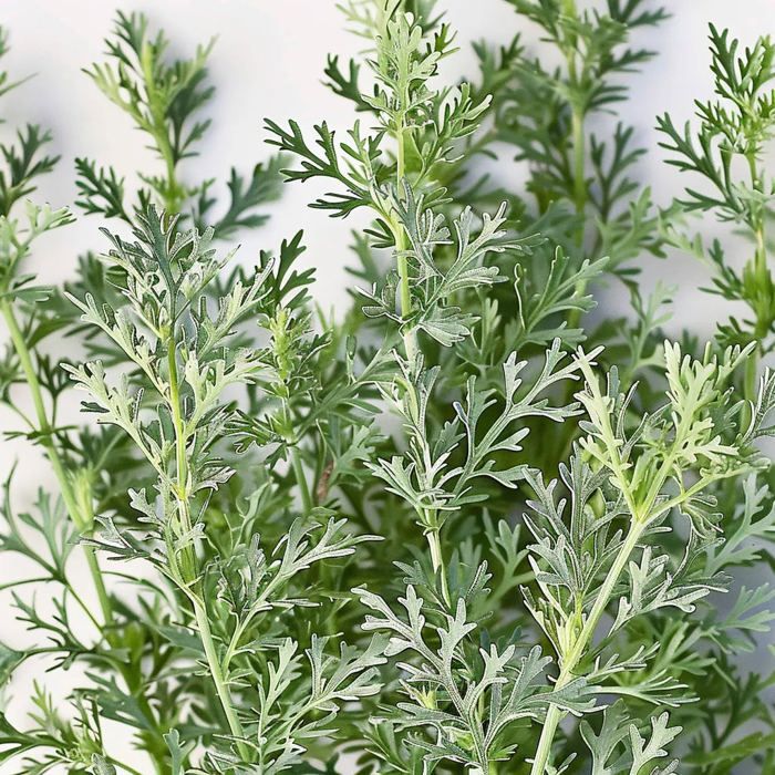 1000 Graines d'Absinthe - SemiSauvage Permaculture - Cdiscount Jardin