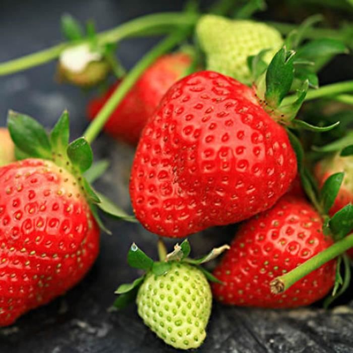 Saisons Fruits Parfumée Sucrée Quatre 250 GRAINES de FRAISE des 4